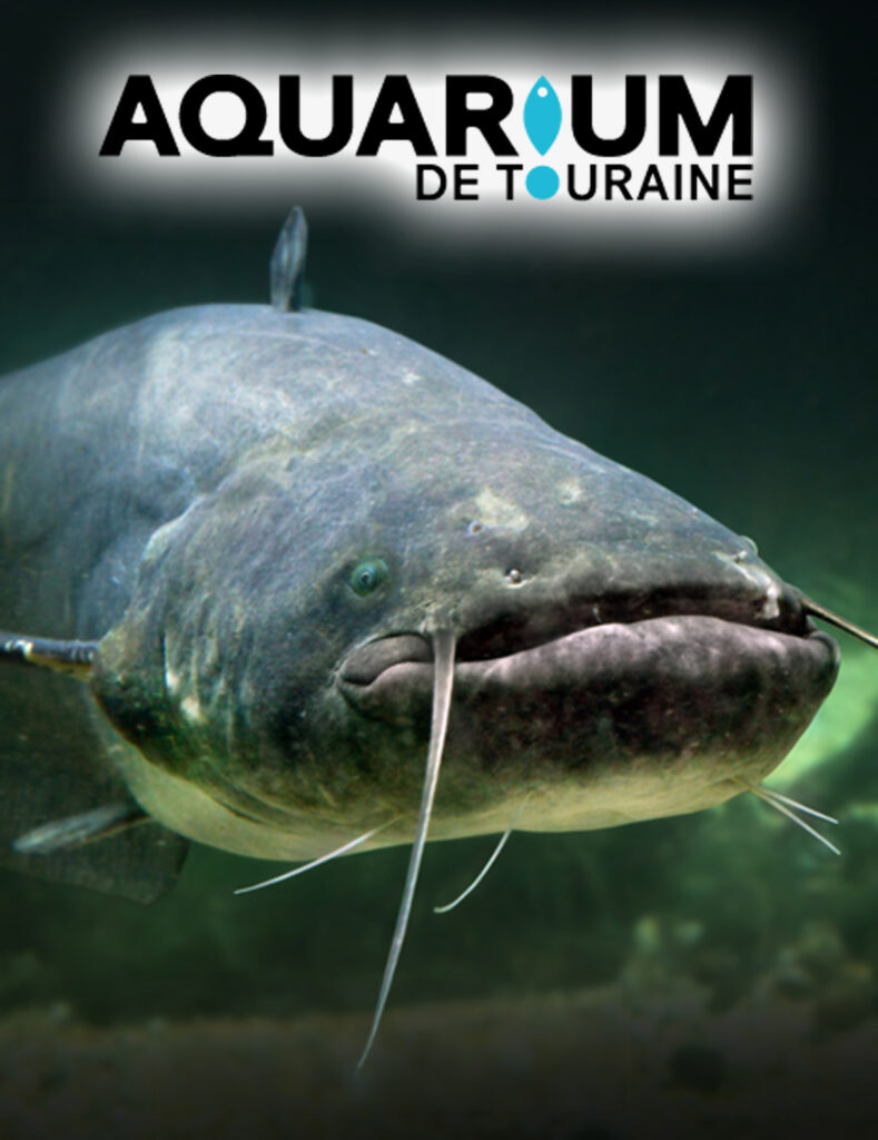 AQUARIUM copie